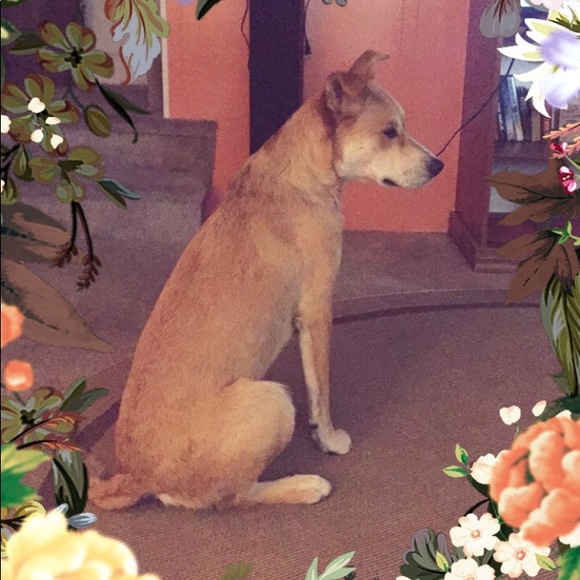 Meet your Posher, Josie - Picture 1 of 1